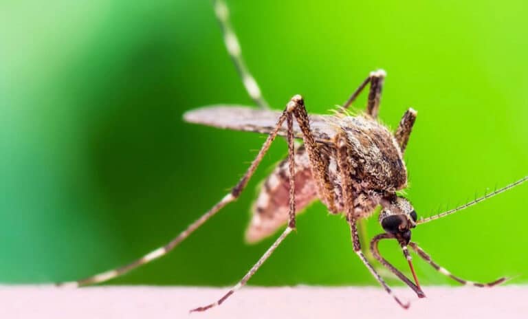 mosquito control 2 768x464